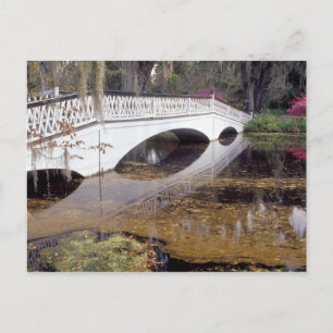 N.A., USA, South Carolina, Charleston. Magnolia Briefkaart