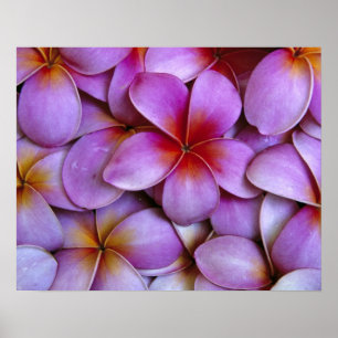 N.A., Verenigde Staten, Maui, Hawaii. Roze Plumeri Poster