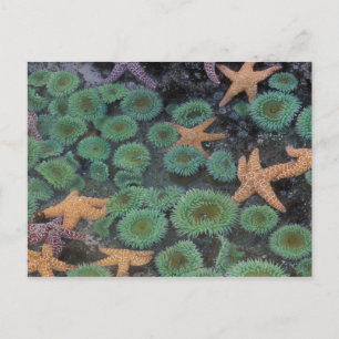 N.A., Verenigde Staten, Washington, Olympic Nation Briefkaart