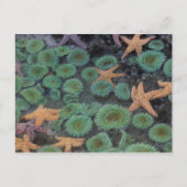 N.A., Verenigde Staten, Washington, Olympic Nation Briefkaart (Voorkant)