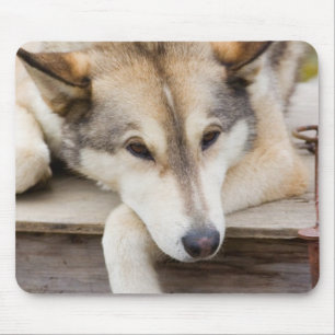 N.A., VS, Alaska. Husky slee-honden Muismat