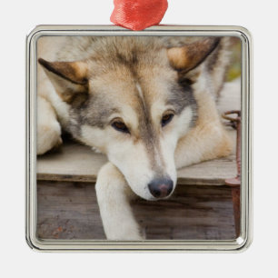 N.A., VS, Alaska. Husky sleehonden Metalen Ornament