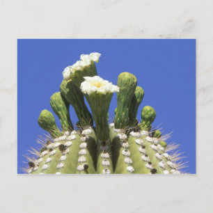 N.A., VS, Arizona, Tucson, Sonora Desert 2 Briefkaart