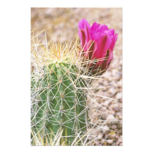N.A., VS, AZ, Phoenix, Desert Botanical 2 Foto Afdruk