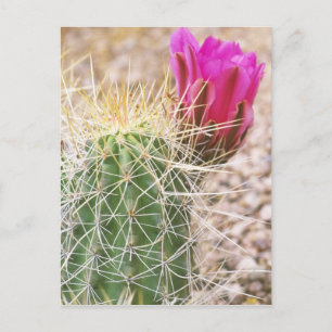 N.A., VS, AZ, Phoenix, Desert Botanical Briefkaart