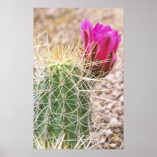 N.A., VS, AZ, Phoenix, Desert Botanical Poster (Voorkant)