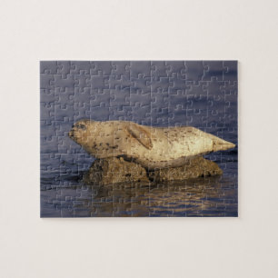 N.A., VS, Californië, Monterey.  Gewone zeehond Legpuzzel