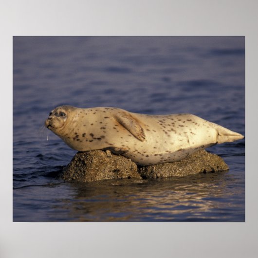 N.A., VS, Californië, Monterey. Harbour Seal Poster (Voorkant)