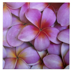 N.A., VS, Maui, Hawaï. Roze Plumeria bloemen. Tegeltje