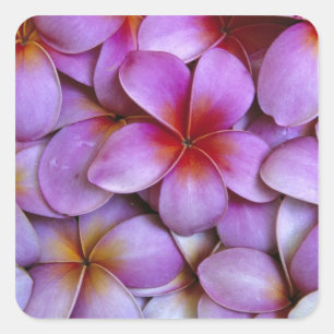 N.A., VS, Maui, Hawaï. Roze Plumeria bloemen. Vierkante Sticker