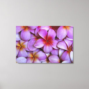 N.A., VS, Maui, Hawaï. Roze Plumeria-bloesems. Canvas Afdruk