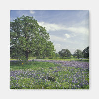 N.A, VS, Texas, Lake Buchanan, Eiken en Blauwe mut