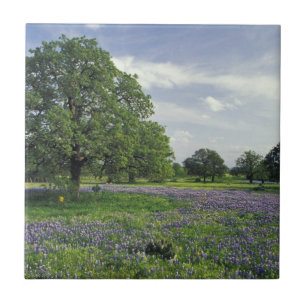 N.A, VS, Texas, Lake Buchanan, Eiken en Blauwe mut Tegeltje