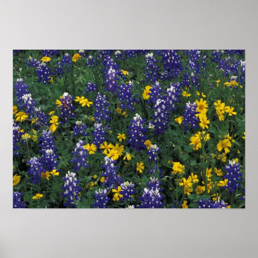 N.A, VS, Texas, Marble Falls, Blau Bonen Poster (Voorkant)