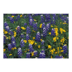N.A, VS, Texas, Marble Falls, Blau Bonnetten Foto Afdruk