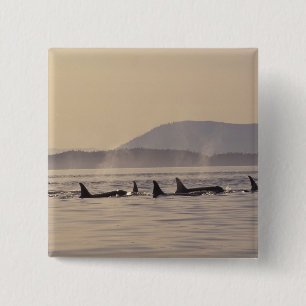 N.A., VS, Washington, San Juan-eilanden Orka Vierkante Button 5,1 Cm