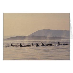 N.A., VS, Washington, San Juan Islands Orca