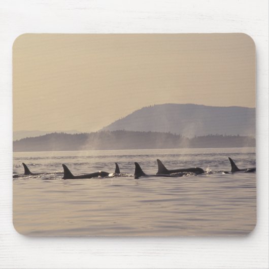 N.A., VS, Washington, San Juan Islands Orca Muismat (Voorkant)