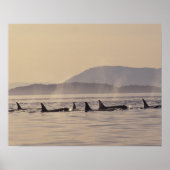N.A., VS, Washington, San Juan Islands Orca Poster (Voorkant)