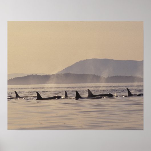 N.A., VS, Washington, San Juan Islands Orca Poster (Voorkant)