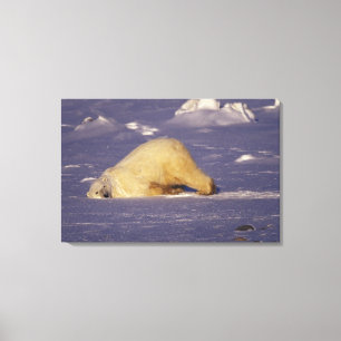 NA, Canada, Manitoba, Churchill, IJsbeer Canvas Afdruk