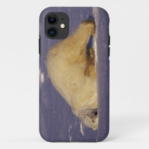 NA, Canada, Manitoba, Churchill, IJsbeer iPhone 11 Hoesje