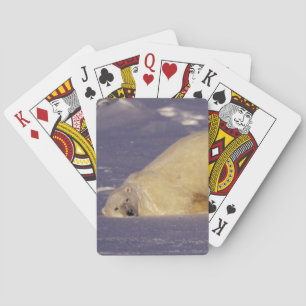 NA, Canada, Manitoba, Churchill, IJsbeer Pokerkaarten