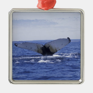 NA, Canada, Newfoundland, Trinity Bay. Bultrug Metalen Ornament