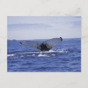 NA, Canada, Newfoundland, Trinitybaai. Bultrug Briefkaart