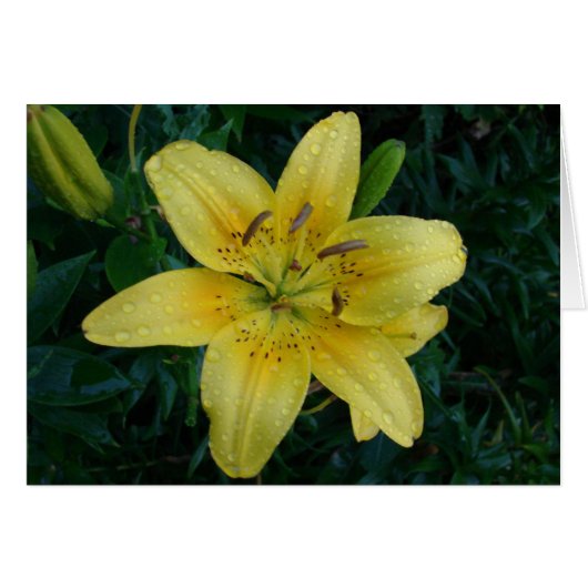 Na de regen (Voorkant Horizontaal)