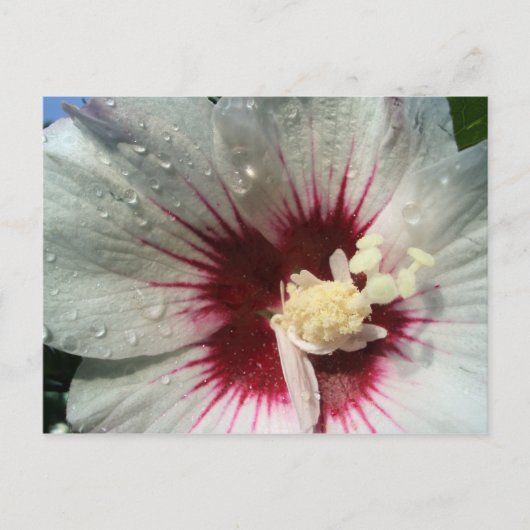 Na de regen briefkaart (Voorkant)