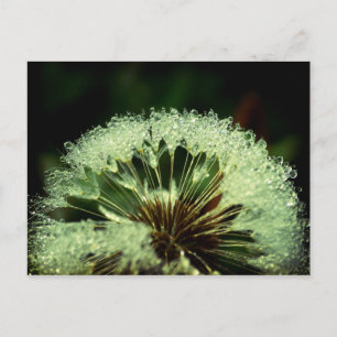 Na de regen - Dandelion met druppeltjes Briefkaart