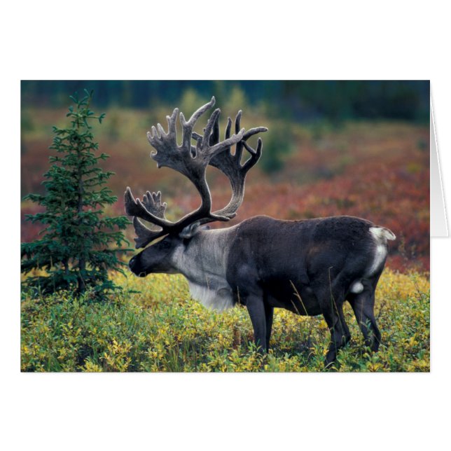 NA, États-Unis, Alaska, Denali NP, Bull caribou 3 (Devant horizontal)