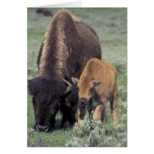 NA, États-Unis, Wyoming, Parc national de Yellowst