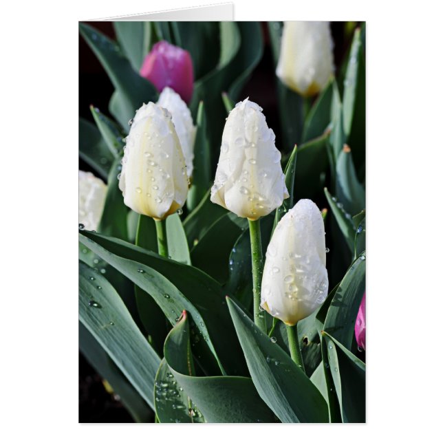 Na het Storm (Voorkant)