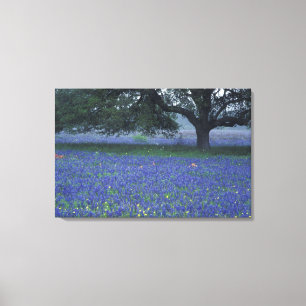 NA, Texas, Devine, Eik en blauwe klokjes Canvas Afdruk