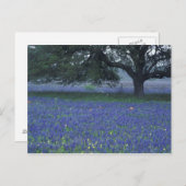 NA, Texas, Devine, Oak and blue bonnets Briefkaart (Voorkant / Achterkant)