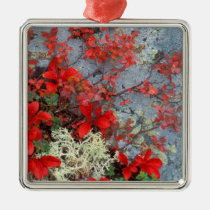 NA, USA, Alaska, Denali NP, Beer berry en Metalen Ornament