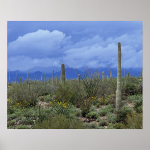 NA, USA, Arizona, Saguaro National Monument (Natio Poster