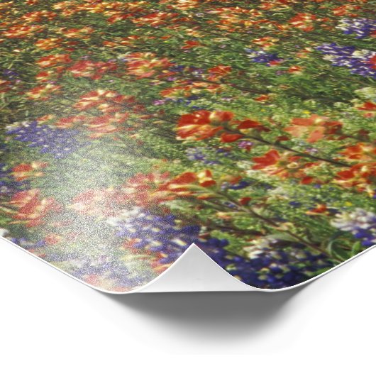 NA, USA, Texas, Hill Country, Paint Foto Afdruk (Hoek)