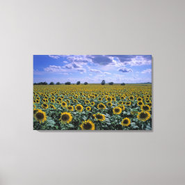 NA, Verenigde Staten, Kansas, Zonnebloementeelt Canvas Afdruk