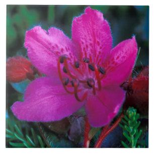 NA, VS, Alaska, Aleoeten, Wilde bloemen Tegeltje