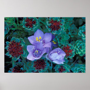 NA, VS, Alaska, Aleutian Islands, Wilde bloemen Poster