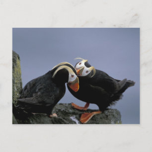 NA, VS, Alaska, Beringzee, Pribilofs. Kuif- Briefkaart