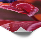 NA, VS, Alaska, Denali NP, Blauwe bessen in Poster (Hoek)