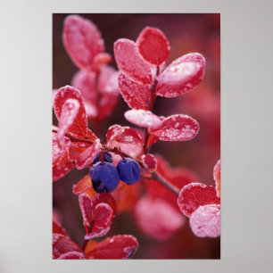 NA, VS, Alaska, Denali NP, Blauwe bessen in Poster