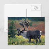 NA, VS, Alaska, Denali NP, Bull caribou 3 Briefkaart (Voorkant / Achterkant)