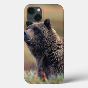 NA, VS, Alaska, Denali NP, Grizzly beer iPhone 13 Hoesje