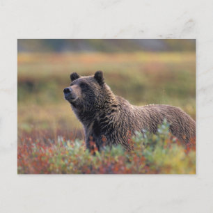 NA, VS, Alaska, Denali NP, Grizzlybeer Briefkaart