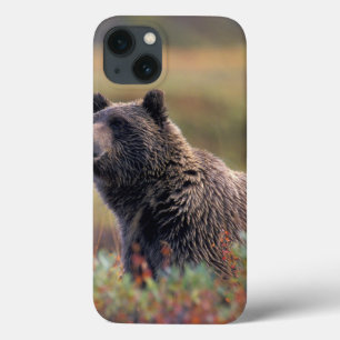 NA, VS, Alaska, Denali NP, Grizzlybeer iPhone 13 Hoesje